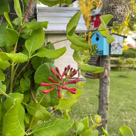 Le Clos Du Val A Loup *